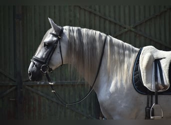 PRE Mix, Stallion, 6 years, 16.1 hh, Grey-Dapple PRE Mix, Stallion, 6 years, 16.1 hh, Grey-Dapple