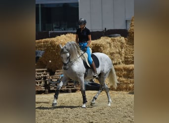 PRE Mix, Stallion, 6 years, 16.1 hh, Grey-Dapple PRE Mix, Stallion, 6 years, 16.1 hh, Grey-Dapple