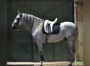 PRE Mix, Stallion, 6 years, 16.1 hh, Grey-Dapple PRE Mix, Stallion, 6 years, 16.1 hh, Grey-Dapple