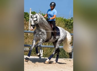 PRE Mix, Stallion, 6 years, 16.1 hh, Grey-Dapple