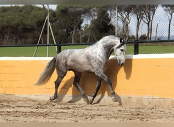 PRE Mix, Stallion, 6 years, 16.1 hh, Grey-Dapple