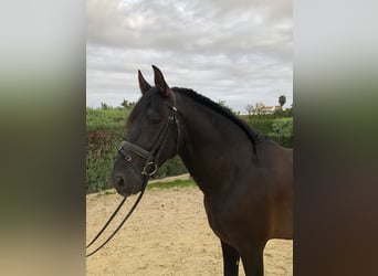 PRE Mix, Stallion, 6 years, 16,2 hh, Black