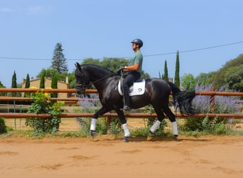 PRE, Stallion, 6 years, 16.2 hh, Black
