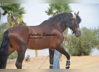 PRE, Stallion, 6 years, 16.2 hh, Brown