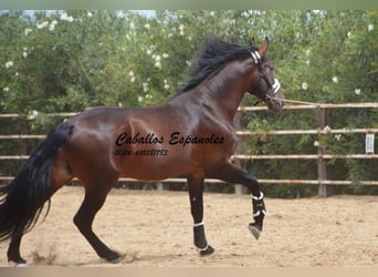 PRE, Stallion, 6 years, 16.2 hh, Brown