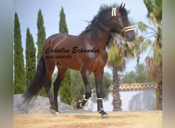 PRE, Stallion, 6 years, 16.2 hh, Brown