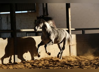 PRE, Stallion, 6 years, 16.2 hh, Gray-Dapple