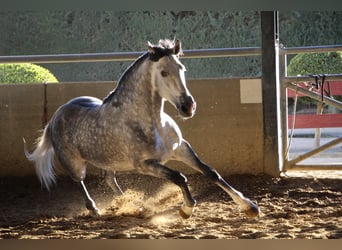 PRE, Stallion, 6 years, 16.2 hh, Gray-Dapple