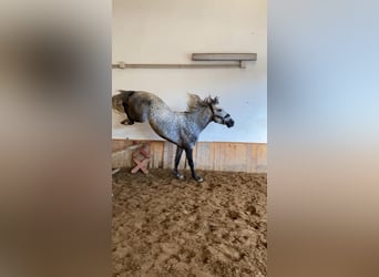PRE, Stallion, 6 years, 16.2 hh, Gray