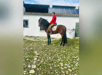 PRE, Stallion, 6 years, 16 hh, Bay