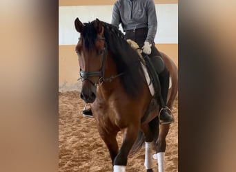 PRE Mix, Stallion, 6 years, 16 hh, Bay-Dark