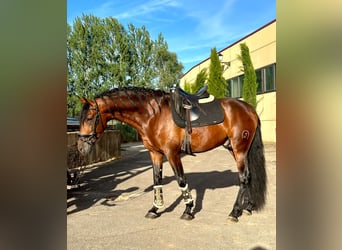 PRE, Stallion, 6 years, 16 hh, Bay