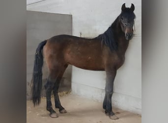 PRE Mix, Stallion, 6 years, 16 hh, Bay