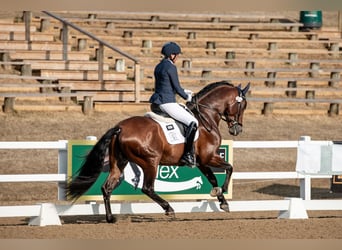 PRE, Stallion, 6 years, 16 hh, Bay