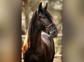 PRE, Stallion, 6 years, 16 hh, Black