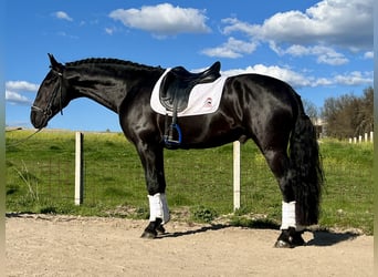 PRE Mix, Stallion, 6 years, 16 hh, Black