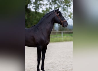 PRE, Stallion, 6 years, 16 hh, Black