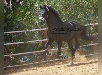 PRE, Hengst, 6 Jahre, 16 hh, Rappe