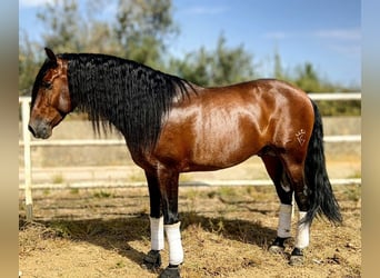 PRE Mix, Stallion, 6 years, 16 hh, Brown
