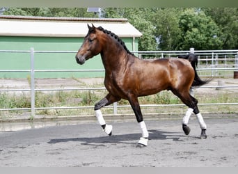 PRE, Stallion, 6 years, 16 hh, Brown