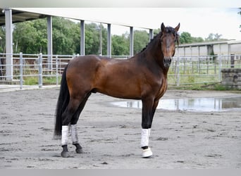 PRE, Stallion, 6 years, 16 hh, Brown