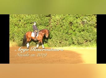 PRE, Stallion, 6 years, 16 hh, Brown-Light