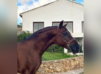 PRE Mix, Stallion, 6 years, 16 hh, Chestnut