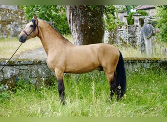 PRE, Stallion, 6 years, 16 hh, Dun