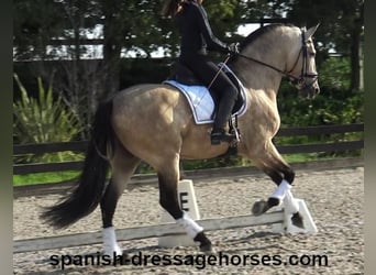 PRE Mix, Stallion, 6 years, 16 hh, Dun