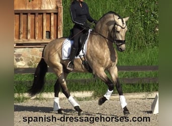 PRE Mix, Stallion, 6 years, 16 hh, Dun