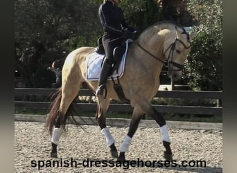 PRE Mix, Stallion, 6 years, 16 hh, Dun