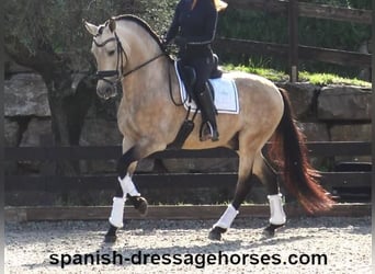 PRE Mix, Stallion, 6 years, 16 hh, Dun