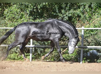 PRE, Stallion, 6 years, 16 hh, Gray-Dark-Tan