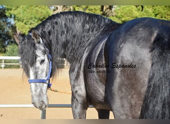 PRE, Stallion, 6 years, 16 hh, Gray-Dark-Tan