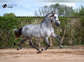 PRE, Stallion, 6 years, 16 hh, Gray