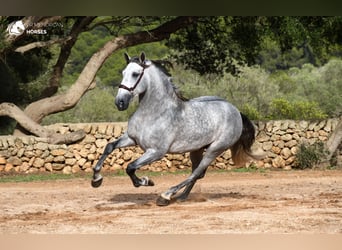 PRE, Stallion, 6 years, 16 hh, Gray