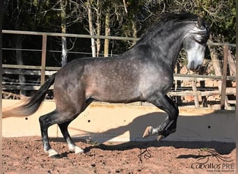 PRE, Stallion, 6 years, 16 hh, Gray