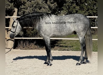 PRE Mix, Stallion, 6 years, 16 hh, Grey-Dapple