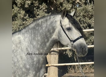 PRE Mix, Stallion, 6 years, 16 hh, Grey-Dapple