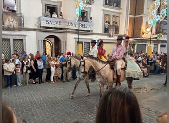 PRE Mix, Stallion, 6 years, 16 hh, Grey