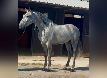 PRE Mix, Stallion, 6 years, 16 hh, Grey
