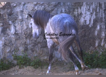 PRE Mix, Stallion, 6 years, 16 hh, Grey