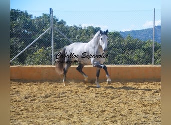 PRE Mix, Stallion, 6 years, 16 hh, Grey