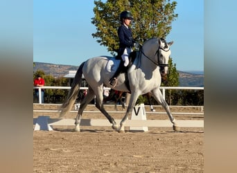 PRE Mix, Stallion, 6 years, 16 hh, Grey