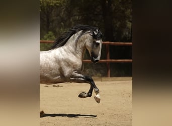 PRE Mix, Stallion, 6 years, 16 hh, Grey