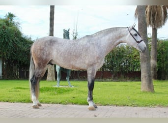 PRE Mix, Stallion, 6 years, 16 hh, Grey