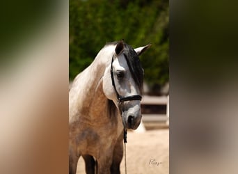 PRE Mix, Stallion, 6 years, 16 hh, Grey