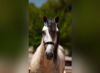 PRE Mix, Stallion, 6 years, 16 hh, Grey