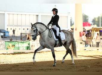 PRE Mix, Stallion, 6 years, 16 hh, Grey