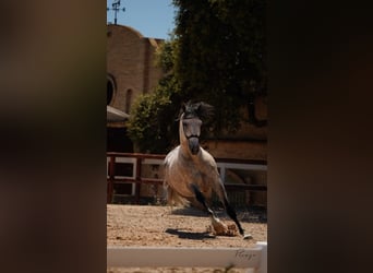 PRE Mix, Stallion, 6 years, 16 hh, Grey